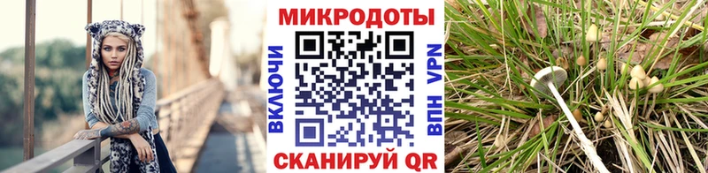 blacksprut ссылка  Бийск  Галлюциногенные грибы GOLDEN TEACHER 